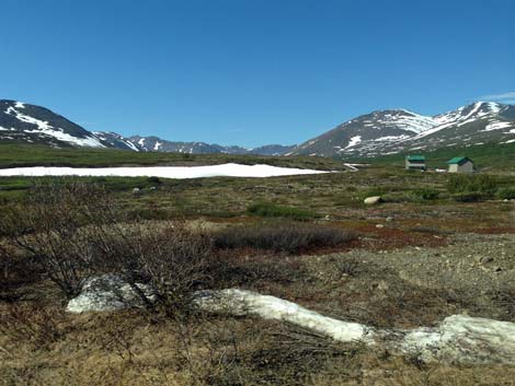 Nome birding