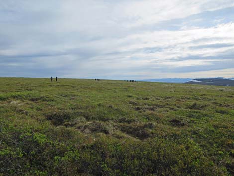 Nome birding