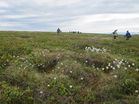 Nome birding