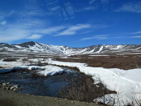 Nome birding