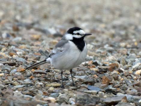 Nome birding