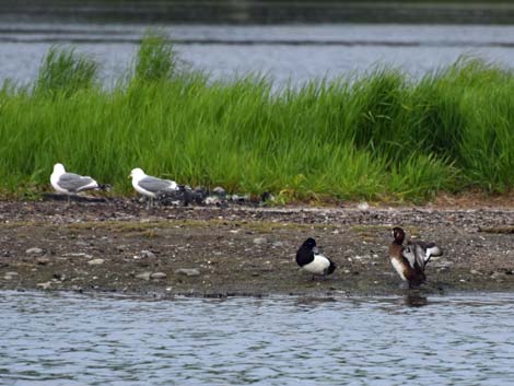 Denali birding