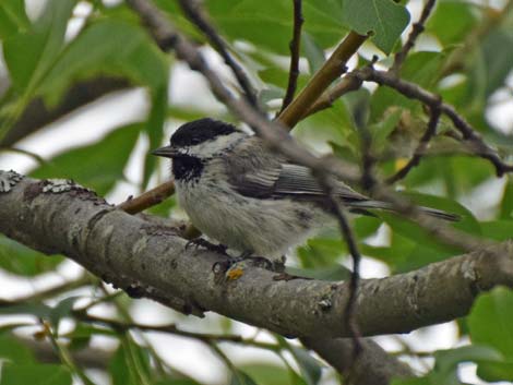 Denali birding