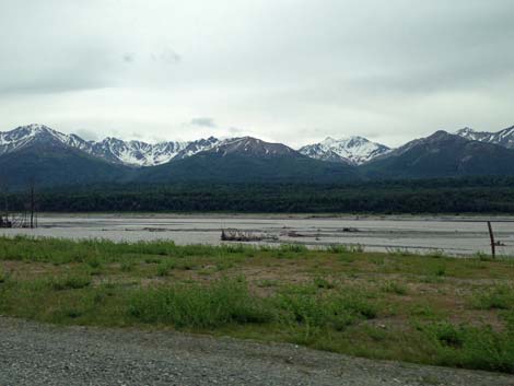 Denali birding