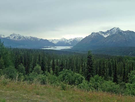 Denali birding