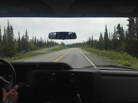 Denali birding