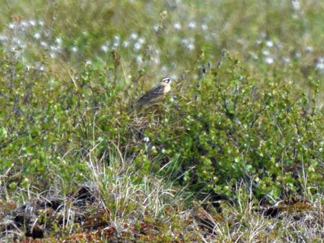 Denali birding