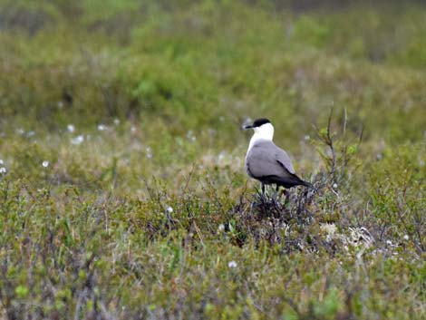 Denali birding