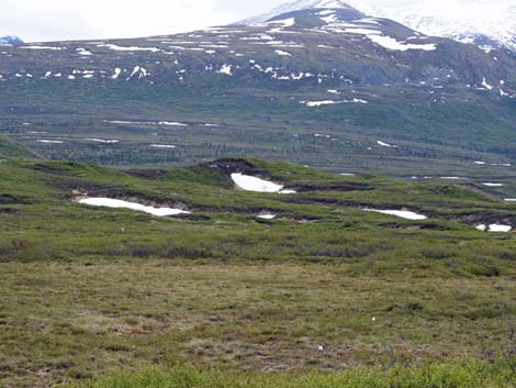 Denali birding