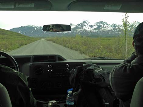 Denali birding