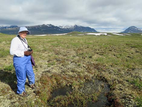 Alaska Birding