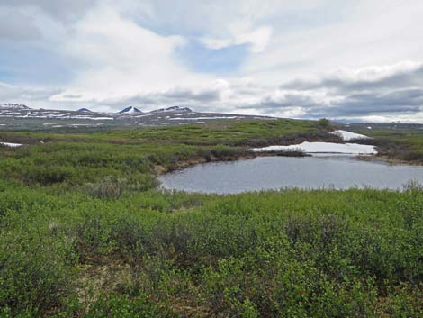 Denali birding