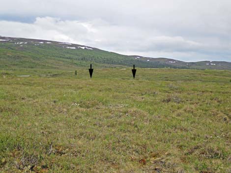 Denali birding