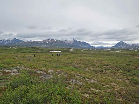 Denali birding