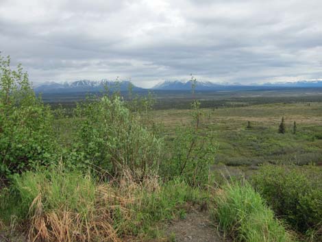 Denali birding