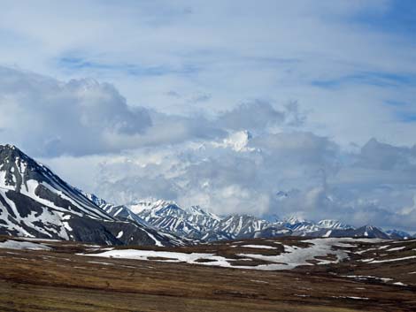 Denali birding