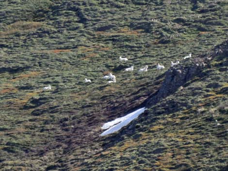 Denali birding