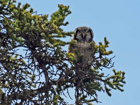 Denali birding