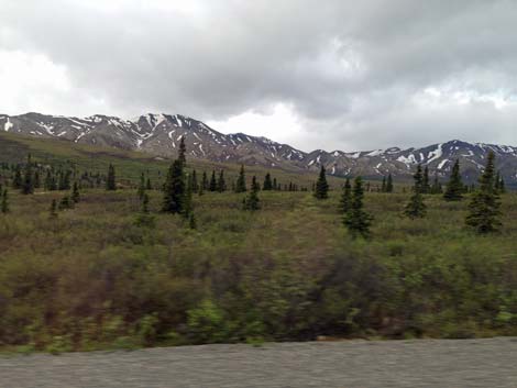 Denali birding