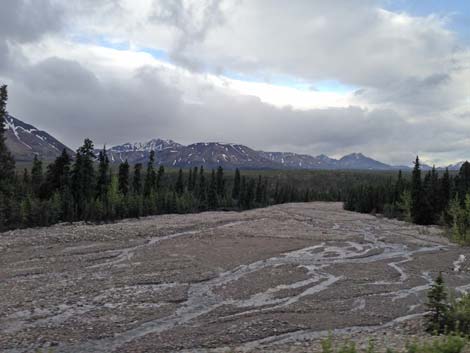 Denali birding