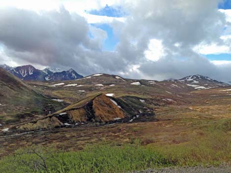 Denali birding