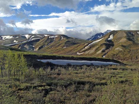 Denali birding