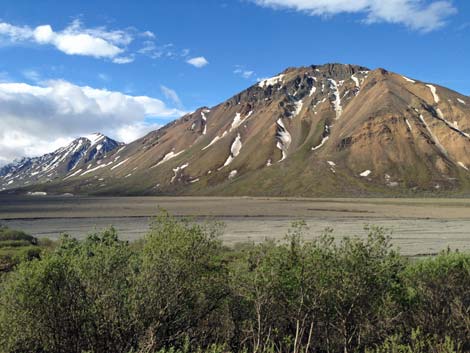 Denali birding