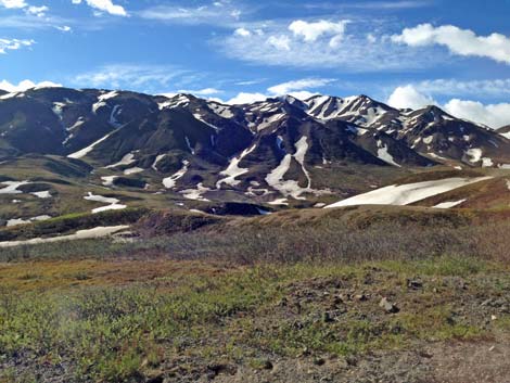 Denali birding