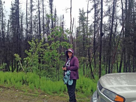 Denali birding