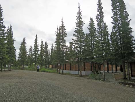 Denali birding