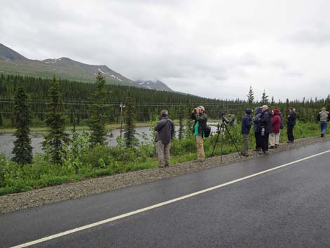 Denali birding