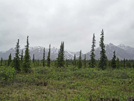 Denali birding