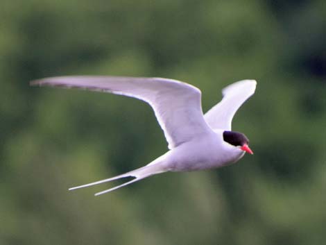 Seward birding