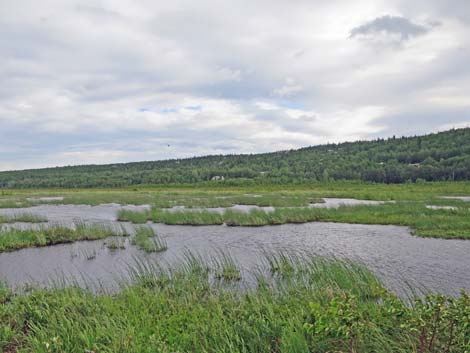 Seward birding