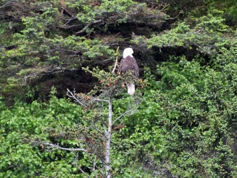 Seward birding