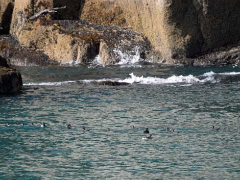 Seward birding