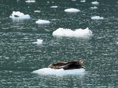 Seward birding