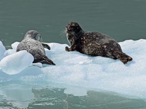 Seward birding