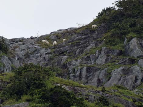 Seward birding