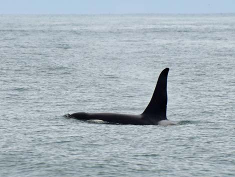 Seward birding