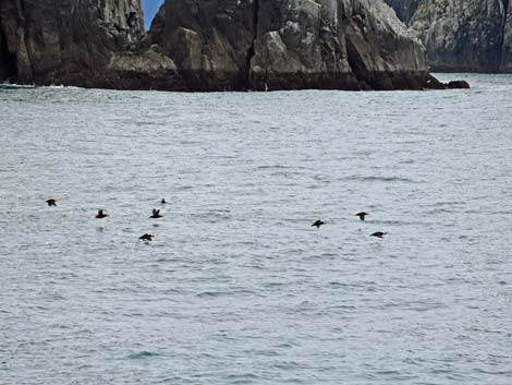 Seward birding