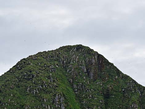 Seward birding