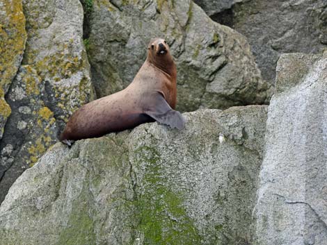 Seward birding