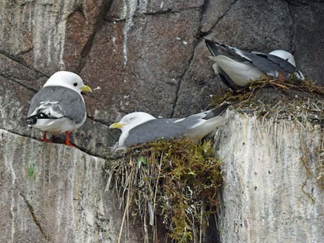 Seward Birding