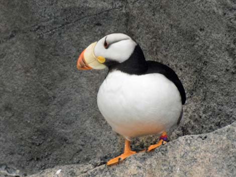 Seward Birding