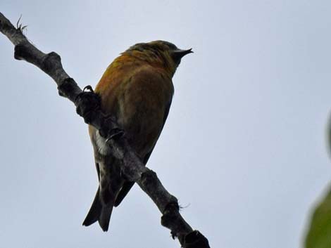 Seward Birding