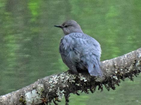 Seward Birding