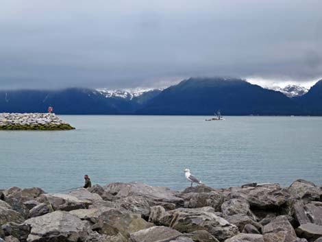 Seward Birding