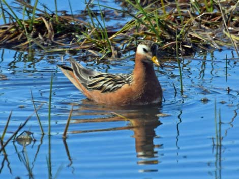 Barrow Birding