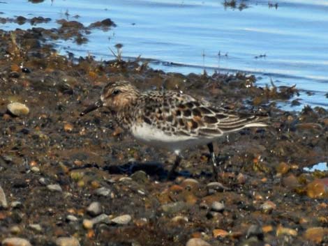 Barrow Birding